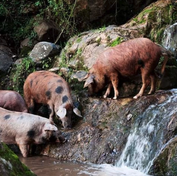 Dehesa_pigs_on_rocks